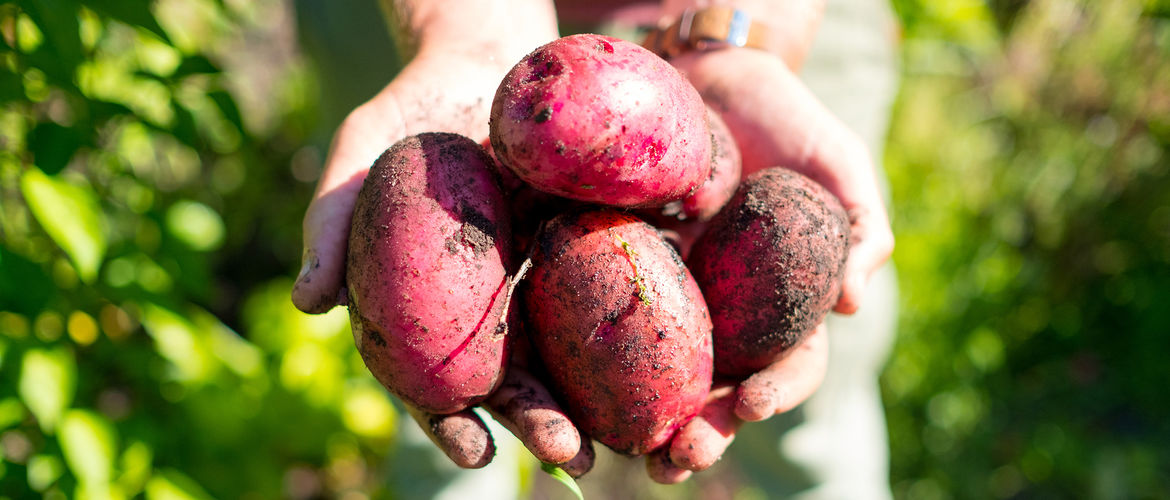 Featured huckberry how to plant a backyard garden mikey detemple header