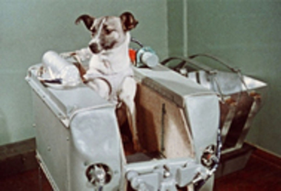 Hero laika1